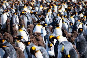 The Crowd - Falklands