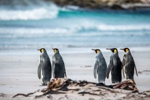 Earth, Wind and King Penguins - Volunteer Point, Falklands
