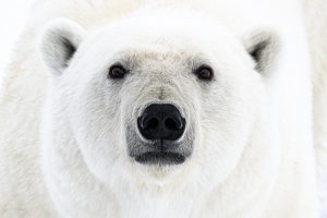 King of Arctic - Nunavut, Canada