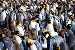 The Crowd - Falklands