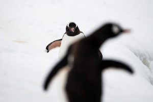 The Encounter- Antarctica Peninsula