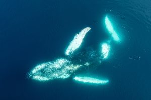 Wild Whale South - Antarctica Peninsula